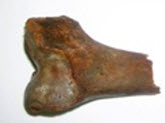 long bone fragment